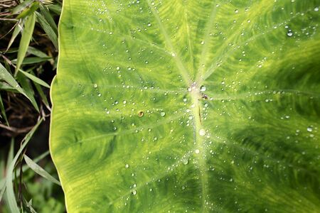 Water drop on the green leaf in day lightの写真素材