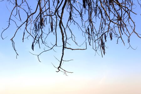 Dry branch on blue sky backgroundの写真素材