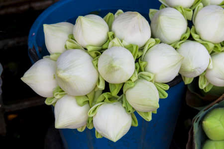 Lotus flower in blue bucketの写真素材