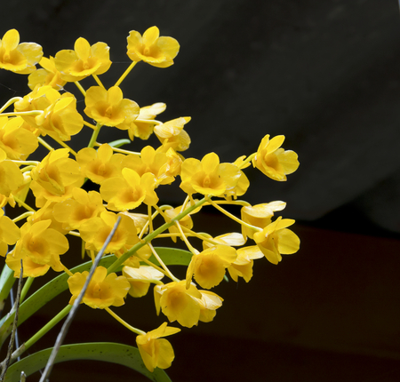 Yellow orchid with black の写真素材