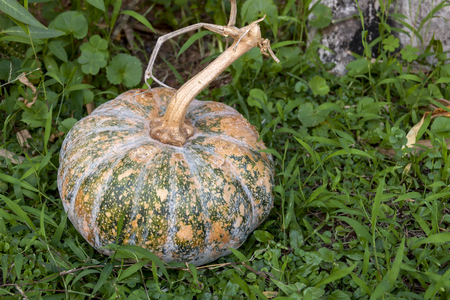 Whole pumpkin on green grassの写真素材