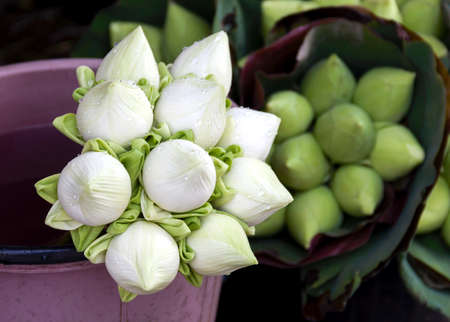 White lotus with green lotus の写真素材
