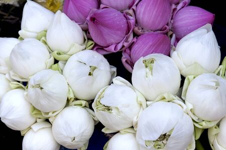 White and pink lotus flower の写真素材