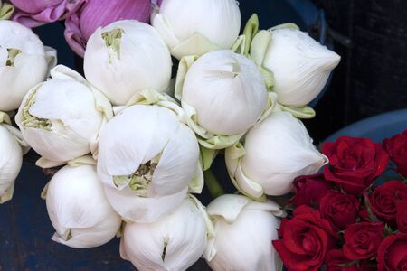 Closeup white lotus flowerの写真素材