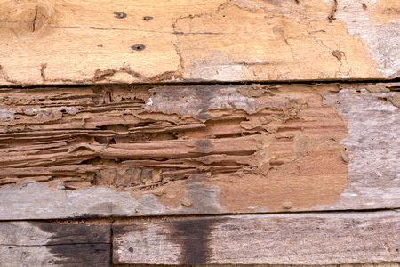 Damage wooden by termiteの写真素材
