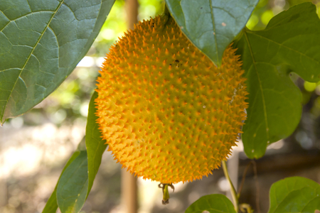 Sweet Gourd fruitの写真素材