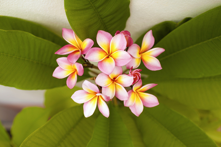 Beautiful fresh plumeria flower from top view selective focusの写真素材