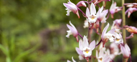 Beautiful pink orchid with space on the green garden background banner styleの写真素材