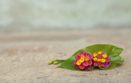 Colorful flower on green leaf with space on backgroundの写真素材