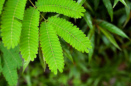 Green leaves background selective focusの写真素材