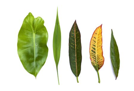 Leaves collection on white backgroundの写真素材