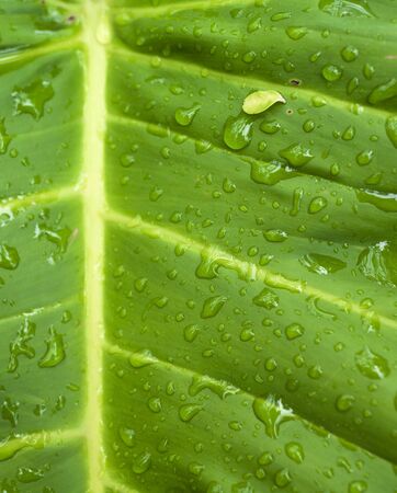 Closeup drop on green leaf selective focusの写真素材