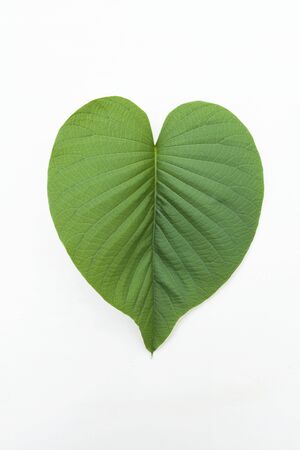 Closeup heart shape leaf on white wood backgorund vertical styleの写真素材