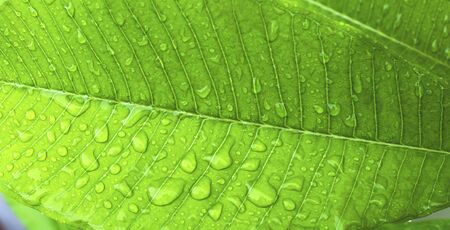Closeup water drop on green leaf backgroundの写真素材