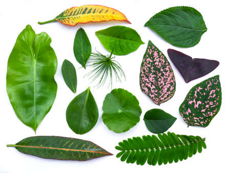 Fresh leaves collection on white backgroundの写真素材