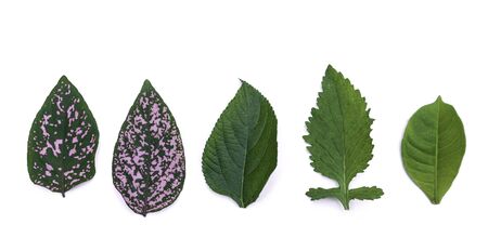 Fresh leaves set on white backgroundの写真素材