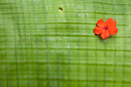 Fresh green banana leaf texture backgroundの写真素材