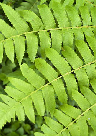 Green fern leaf background selective focus vertical styleの写真素材