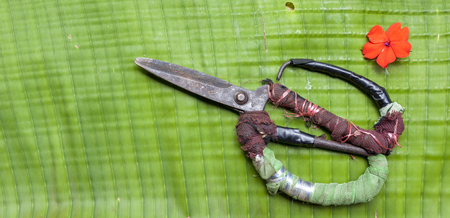Old scissors with space on green banana leaf