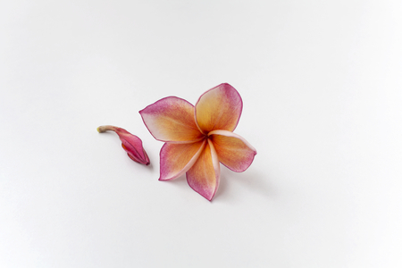 Pink plumeria flower on white backgroundの写真素材