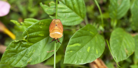 Small insect with space on green leaves background selective focus