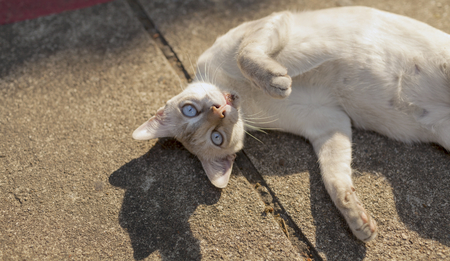 White cat on the cement floorの写真素材