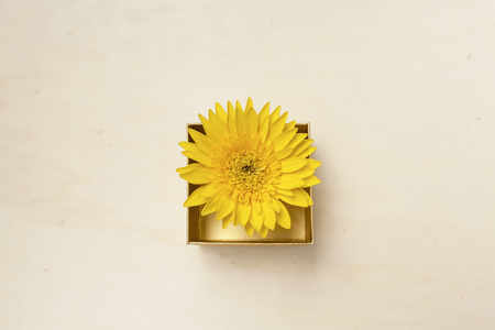 Yellow daisy flower in gift box with space on wood backgroundの写真素材