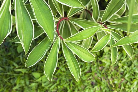 Beautiful green leaves backgroundの写真素材