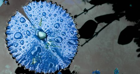 Blue lotus leaf banner style backgroundの写真素材
