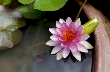 Closeup pink lotus in the potの写真素材