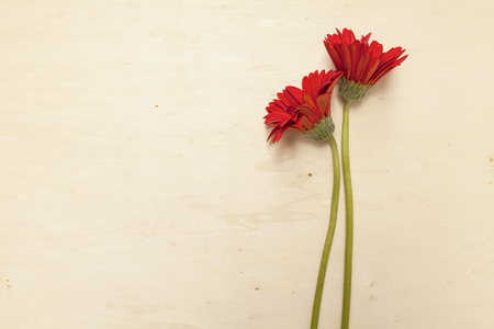 Red flowers on natural wooden texture background horizontal styleの写真素材