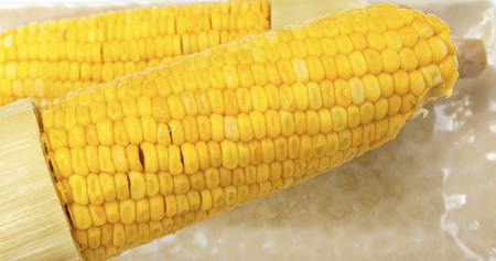 Closeup sweet cornの写真素材