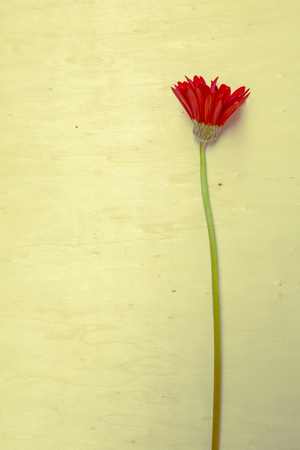 Vintage tone Red flower on natural wooden texture backgroundの写真素材