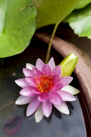Lotus flower background vertical styleの写真素材