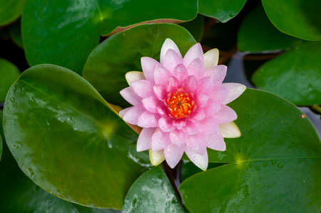 Pink thai lotus flowerの写真素材