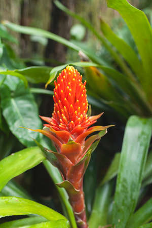 Orange Bromeliad flowerの写真素材