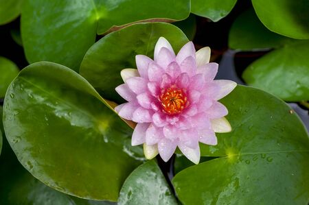 Pink lotus flower on green leaves backgroundの写真素材