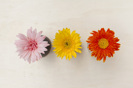Closeup Colorful daisy flower in the vase background from topの写真素材