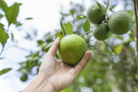 Women hand picking orange fruitの写真素材