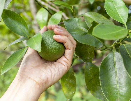 Women hand holding green orangeの写真素材