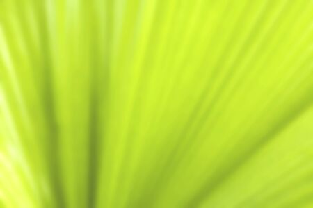 Blur green leaf backgroundの写真素材