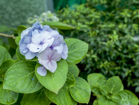 Blue and purple Hydrangea flower with green garden backgroundの写真素材