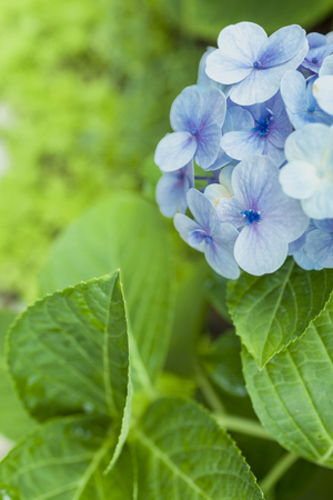 Closeup blue Hydrangea vertical style with space on green backgroundの写真素材