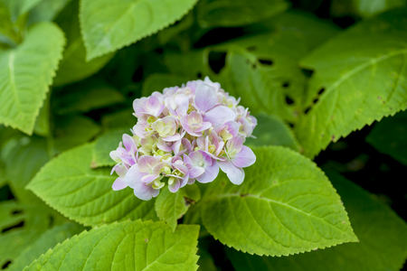 Young pink Hydrangea flowerの写真素材