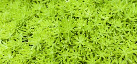 Natural green plant background banner styleの写真素材