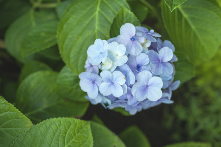 Hydrangea flower with green leaves horizontal styleの写真素材
