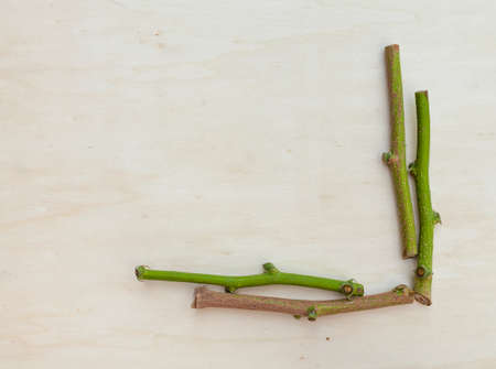 Fresh branch border on wood backgroundの写真素材