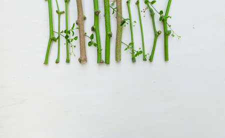 Natural material design idea background horizontal styleの写真素材