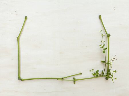 Natural green branch frame design ideaの写真素材