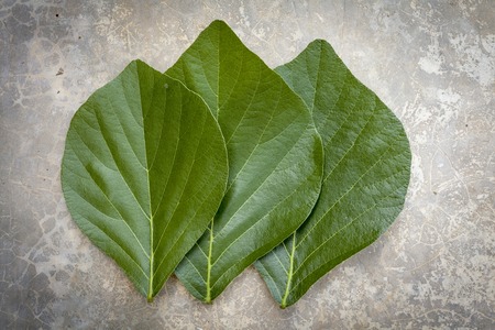 Fresh green leaves on cement floor background
